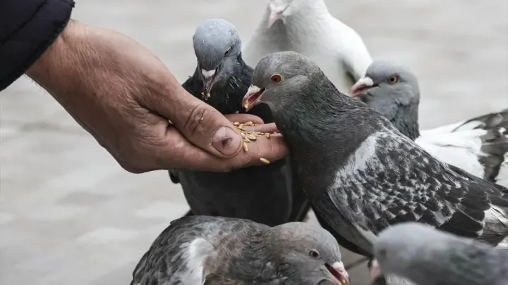 Hindistan’da Güvercin Besleme Yasaklandı: Sağlık Krizi Endişesi