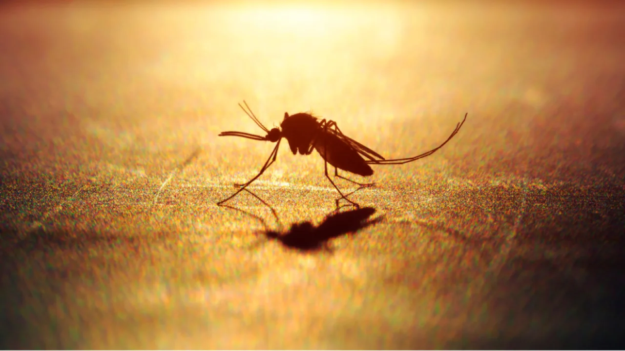 İklim Değişikliği Zoonotik Hastalık Riskini Artırıyor: Bilim İnsanlarından Uyarı