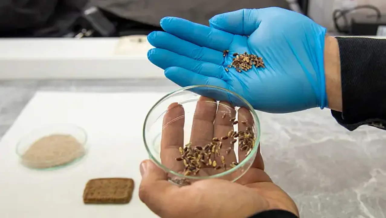 Selçuk Üniversitesi’nden Sağlık Alanında Yenilikçi Adım: Mor ve Mavi Buğdaydan Fonksiyonel Bisküvi