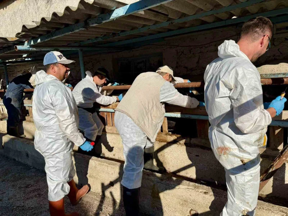 Afyonkarahisar’da İthal Büyükbaş Hayvanlara Sağlık Kontrolü Yapıldı